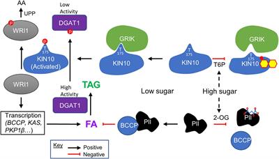 The Role of Sugar Signaling in Regulating Plant Fatty Acid Synthesis